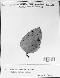 Puccinia smilacis image
